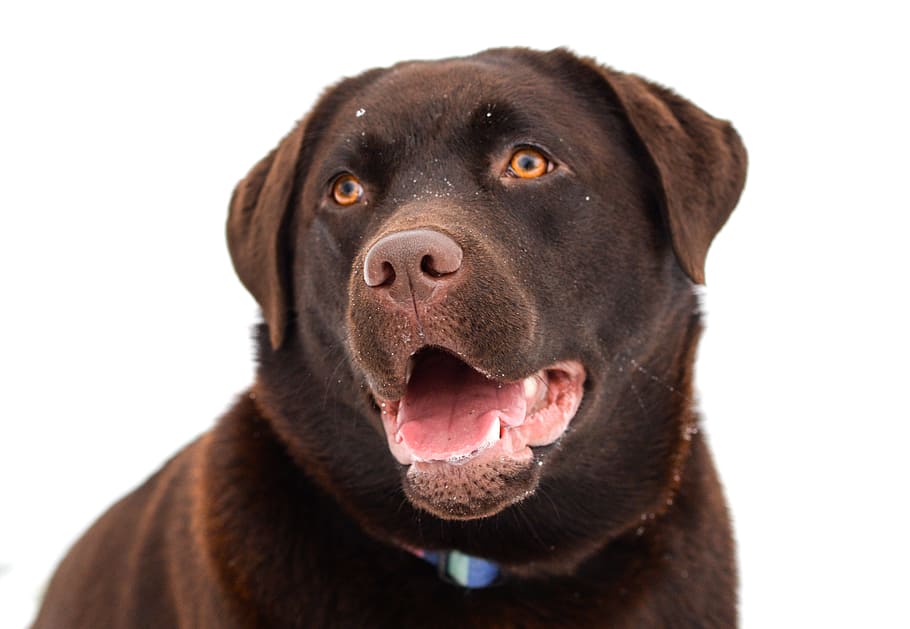 adult chocolate labrador retriever, wearing, collar, labrador, brown, dog, happy, animal, pet, retriever