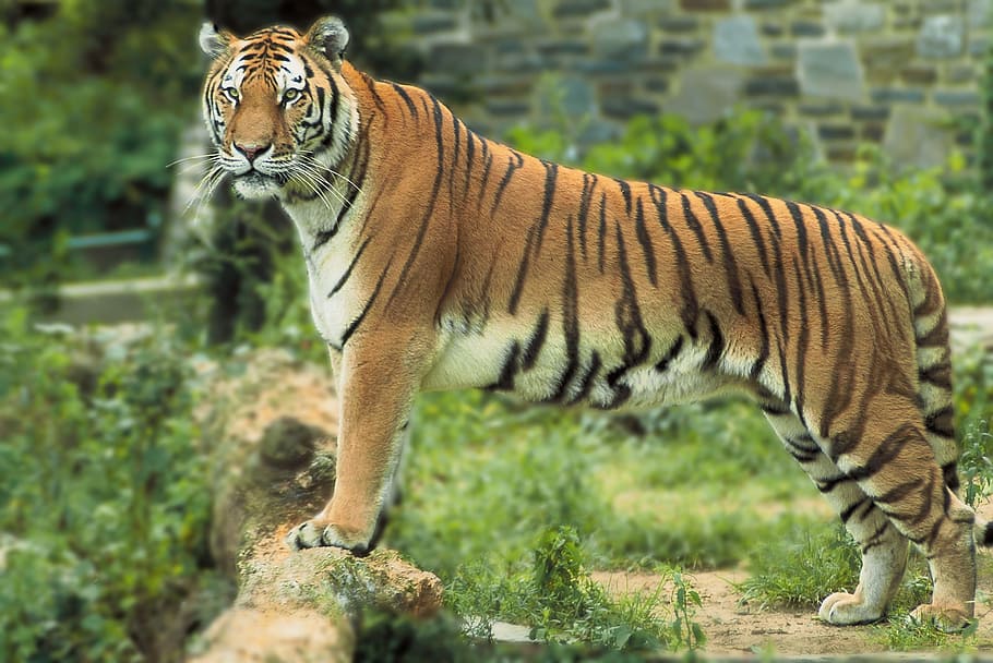 black, brown, tiger, Bengal Tiger, Tiger, Tiger, standing, wild animal, big cat, looking, wildlife