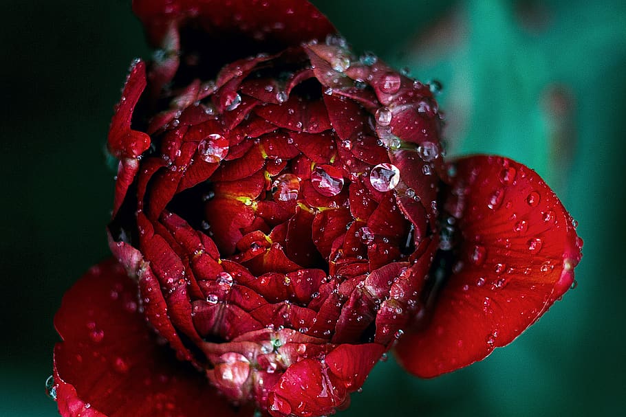 flowers, nature, blossoms, rose, petals, water, droplets, red, green, bokeh