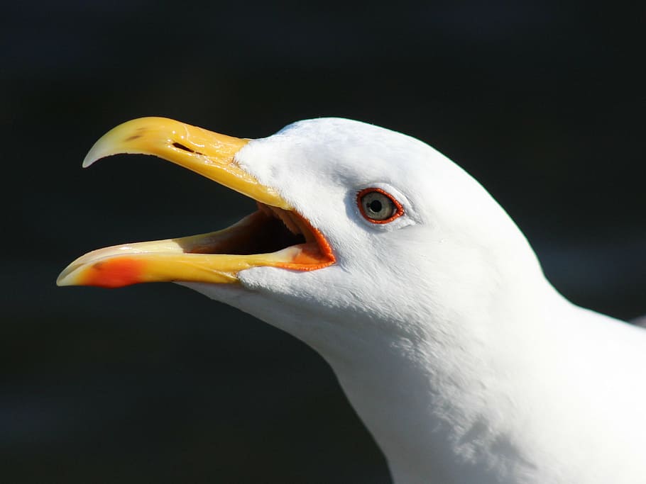 close-up photography, seagull, black-backed gull, bird, waterfowl, gull, sea, close-up, macro, portrait