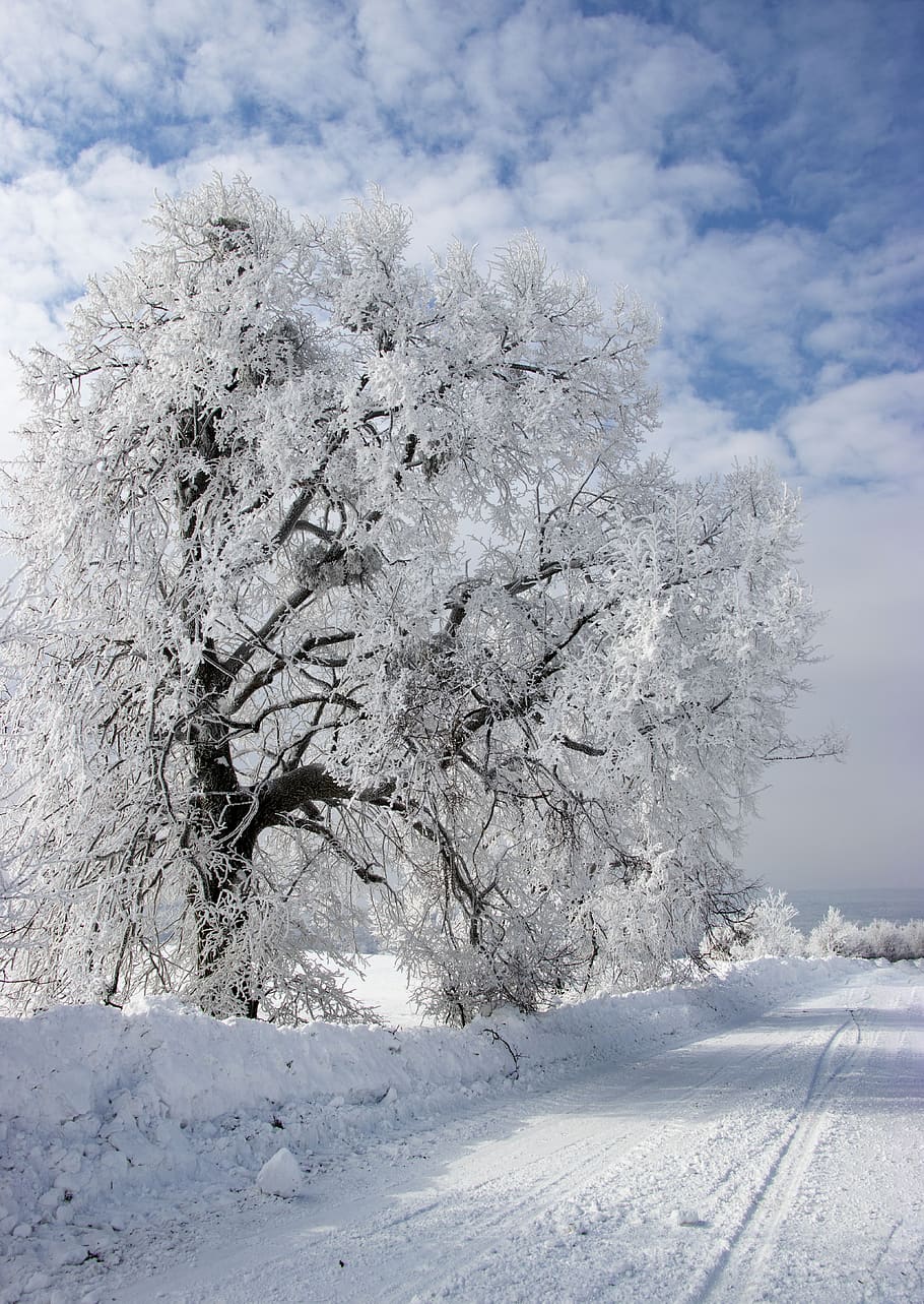 musim dingin, kayu, salju, dingin, alam, bersalju, lanskap, putih, biru, suasana hati