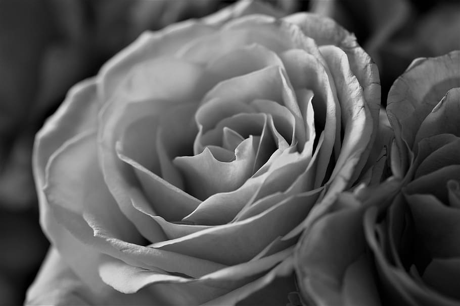 roses, flowers, bloom, flower, plant, black - and-white, close, white, black, black and white recording