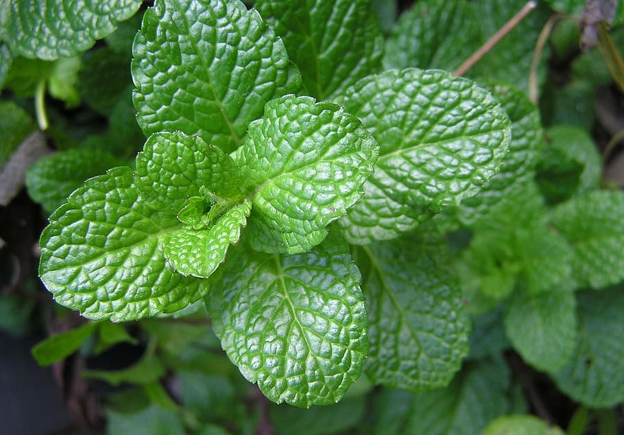 green leaf plant, herb, mint, food, green color, leaf, plant part, close-up, growth, plant