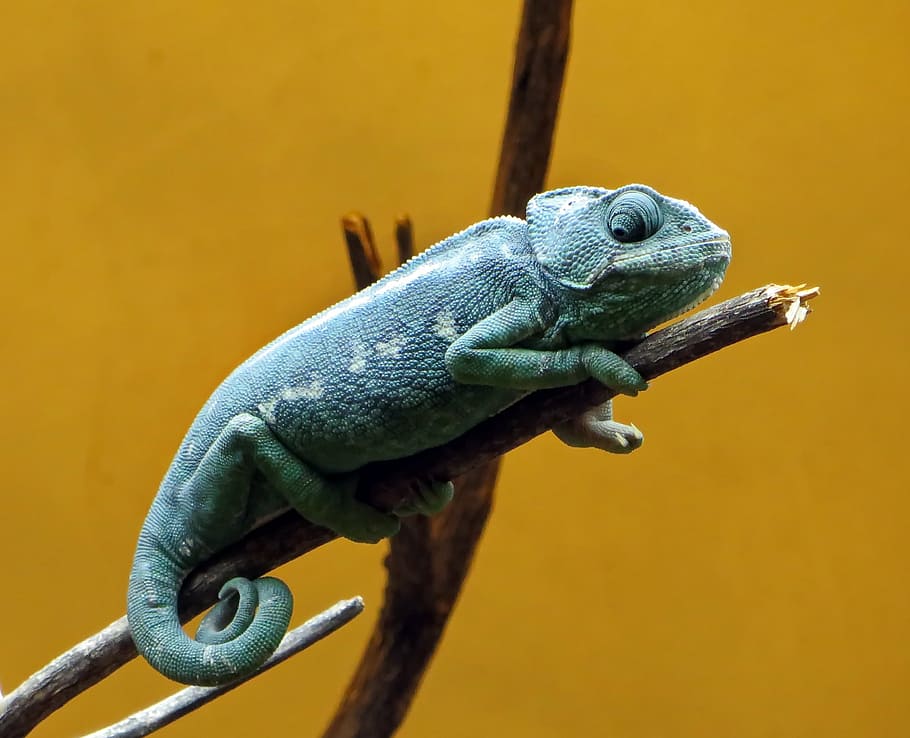 green, chameleon, perched, twig, reptile, dinosaur, colors, animal, blue, carnivore