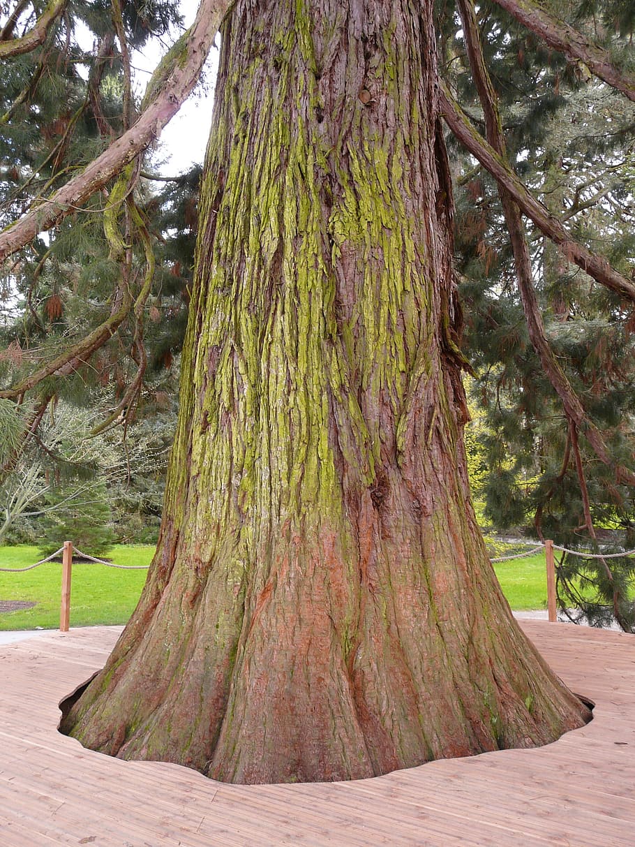 Redwood Raksasa, Sequoiadendron Giganteum, pohon, sequoia, sequoioideae, cemara di bawah kaca, cupressaceae, suku, besar, diameter
