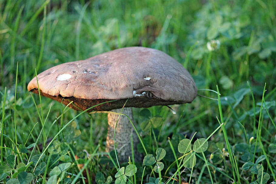 mushroom, eye, hat, tube mushroom, meadow, leathery, funny, nature, green, old