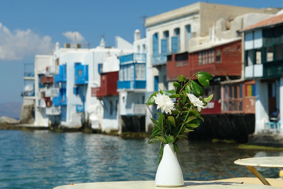 two, white, flowers, green, leaves, ceramic, vase, Mykonos, Flower, Greece