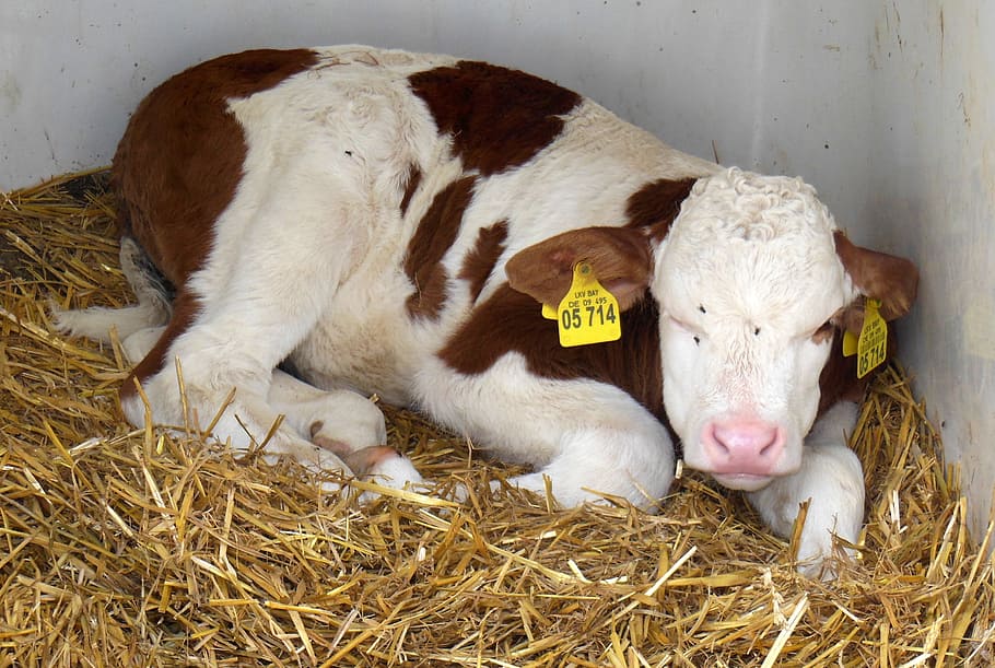 young calf, mountain cow, mountain calf, beef, bovine baby, bavaria, berchtesgaden, höllenbachalm, farm, agriculture
