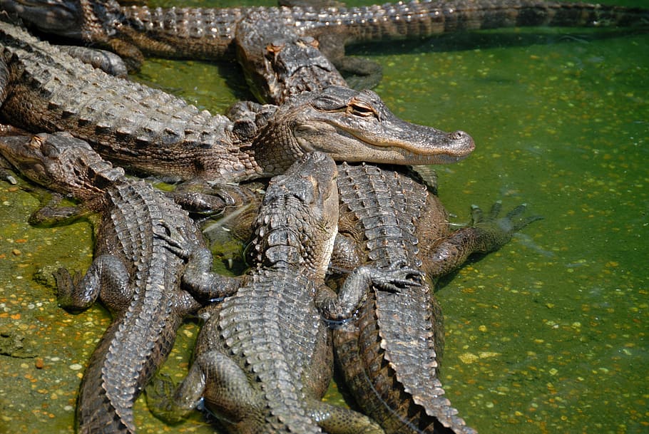american alligators, alligator, reptile, wildlife, animal, florida, nature, swamp, predator, wild