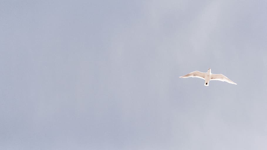 low, angle photography, white, bird, soaring, nature, animals, sky, peace, flying