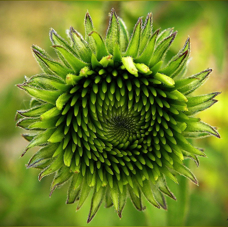 verde, flor de crisantemo, primer plano, fotografía, purpursonnenhut, equinácea, grüne, brote, color verde, crecimiento