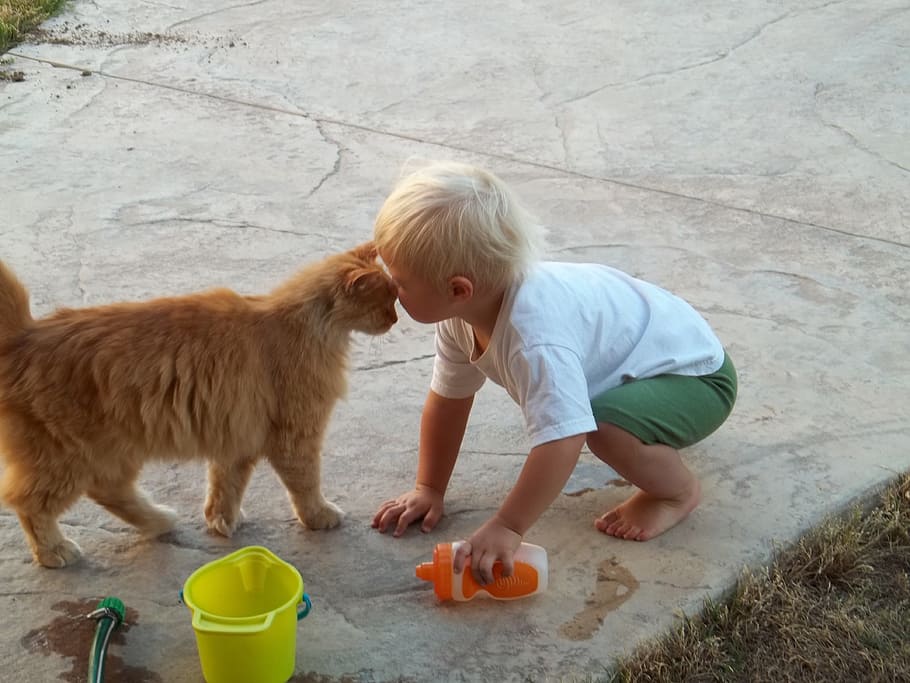 toddler, orange, cat, standing, side-by-side, kid, boy, happy, playing, cute