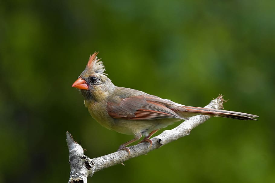 bird, female northern cardinal, full-profile, perched on a twig, medium green blurred background, closeup photo, animal themes, vertebrate, animal, animals in the wild