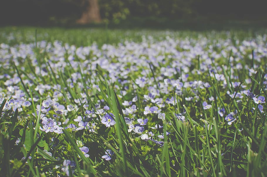 white, purple, flowers field, petaled, flower, field, daytime, flowers, grass, nature
