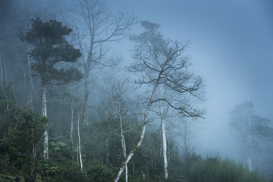 floresta, grosso, nevoeiro, manhã, vietnã, plano de fundo, página, agradável, natural, beleza