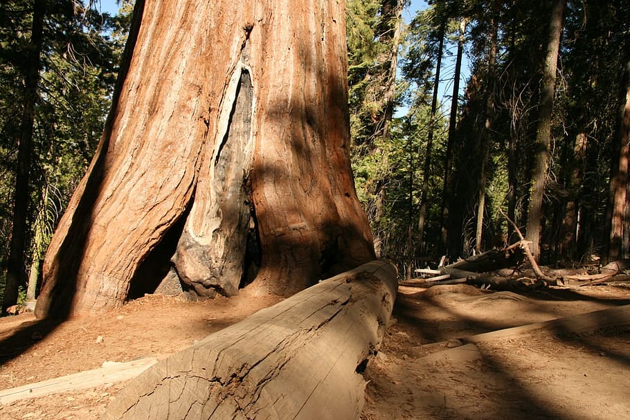 redwood, trees, giant, yosemite, park, natural, national, tall, scenic, environment