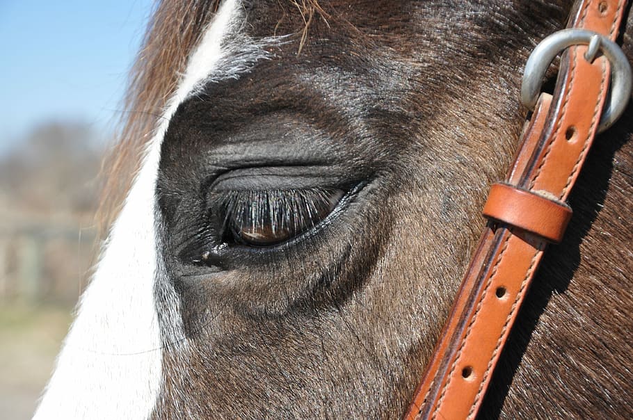 Cavalo, freio, animal, a cavalo, equitação, fazenda, competição, rancho, cabeça, animais domésticos