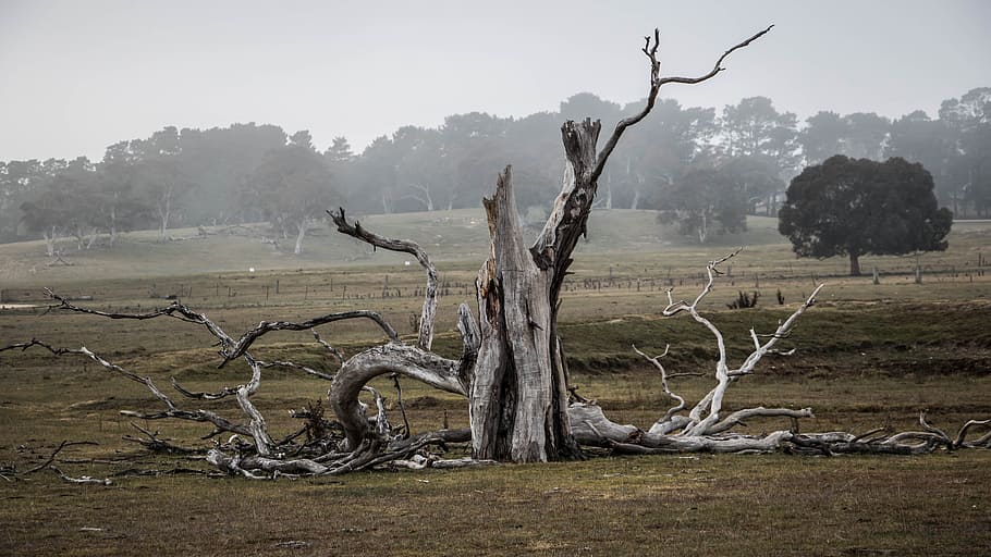 drift wood, grass lawn, tree, australia, outback, natural, landscape, countryside, scenery, environment