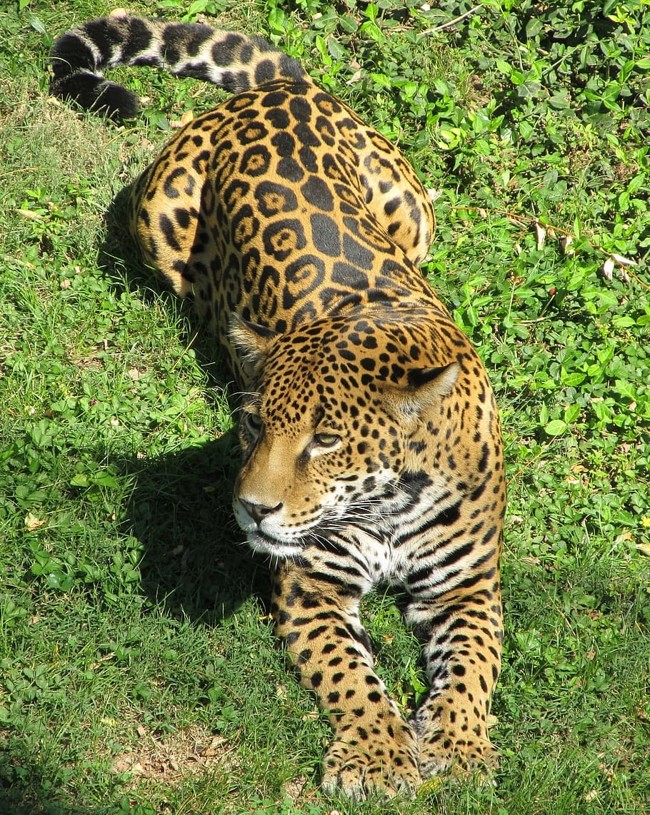 naranja, blanco, leopardo, jaguar, gato grande, carnívoro, felino, descansando, retrato, pelaje