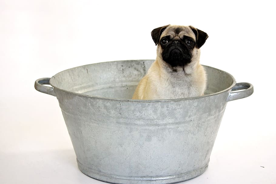 fawn pug, wash tub, no person, dog, pug, bowl, bath, pet, cute, adorable