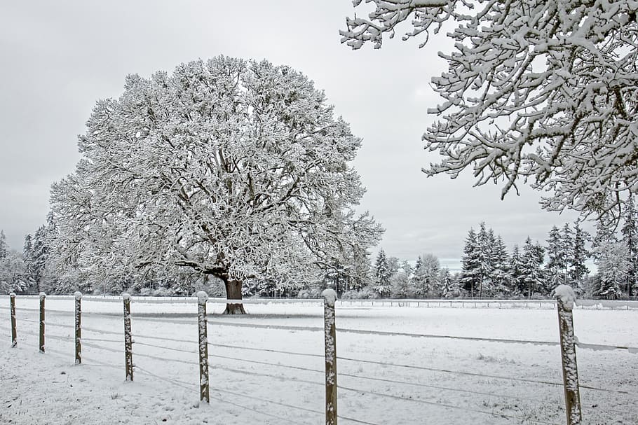 Big, snow, Willamette Valley, Oregon, cove, trees, fence, cold temperature, tree, winter