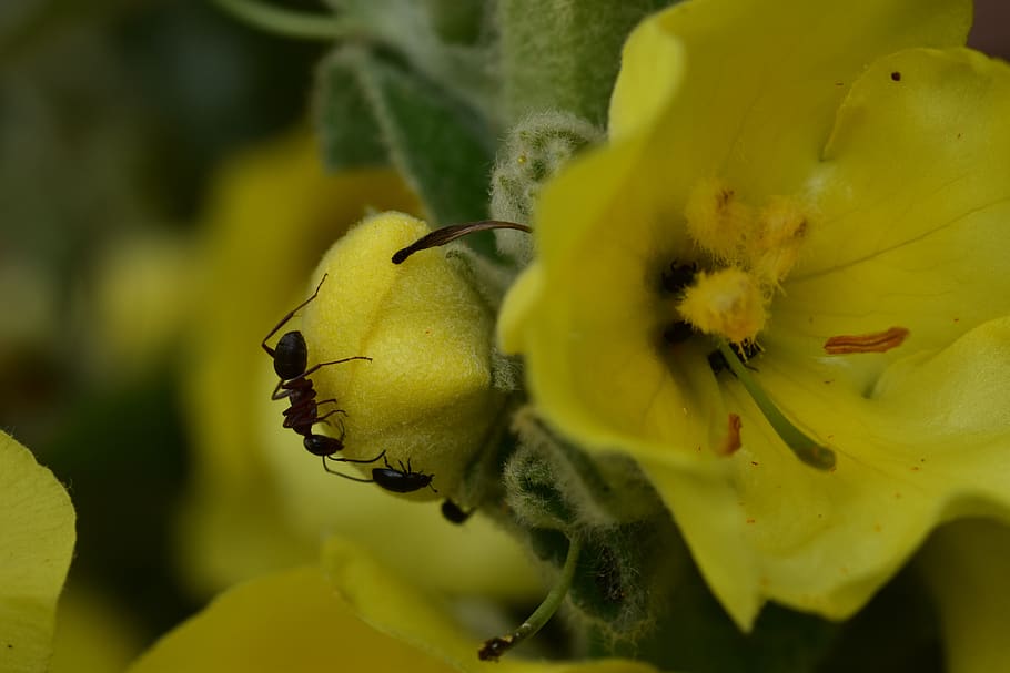 flower, ant, nature, blossom, bloom, plant, close up, macro, insect, tiny