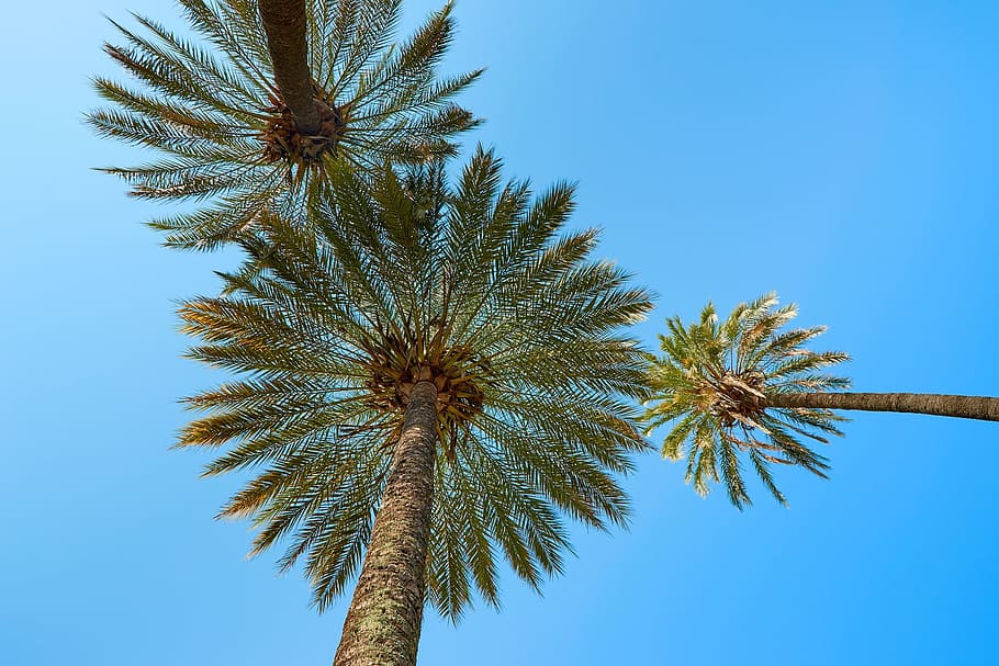 low-angle photography, coconut trees, blue, sky, palm trees, south sea, exotic, beach, samoa, holiday