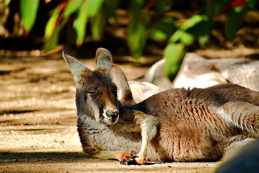 kanguru mengantuk, bayi kanguru, mamalia mengantuk, tema hewan, hewan, binatang menyusui, satwa liar hewan, binatang di alam liar, bertulang belakang, satu binatang