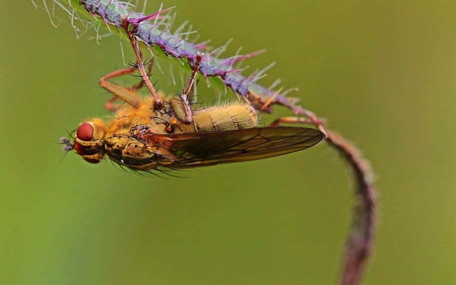 fly, insect, animal, dung fly, spur, hair, wing, nature, compound eyes, close
