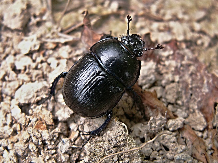kumbang kotoran, kumbang, makro, hitam, tema binatang, serangga, hewan di alam liar, invertebrata, satwa liar, hewan