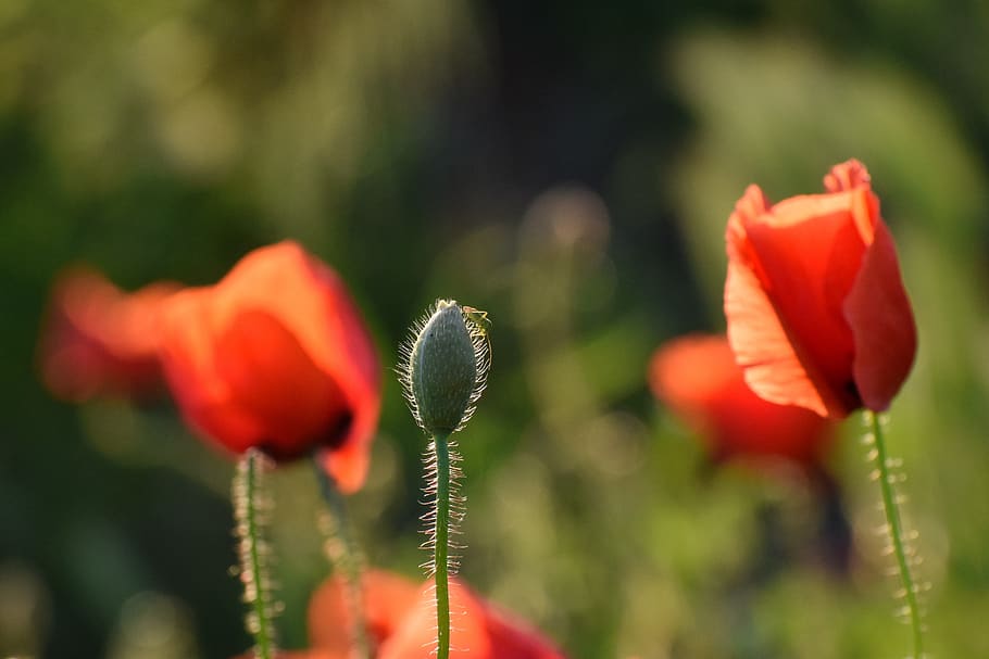 red poppys, near railway, evening, sunset, bloom, golden hour, flower, spring, unfocused, nature