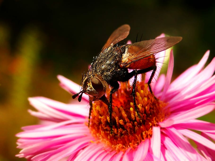 insect, nature, apiformes, flower, closeup, animals, muchówki, garden, pollination, mucha