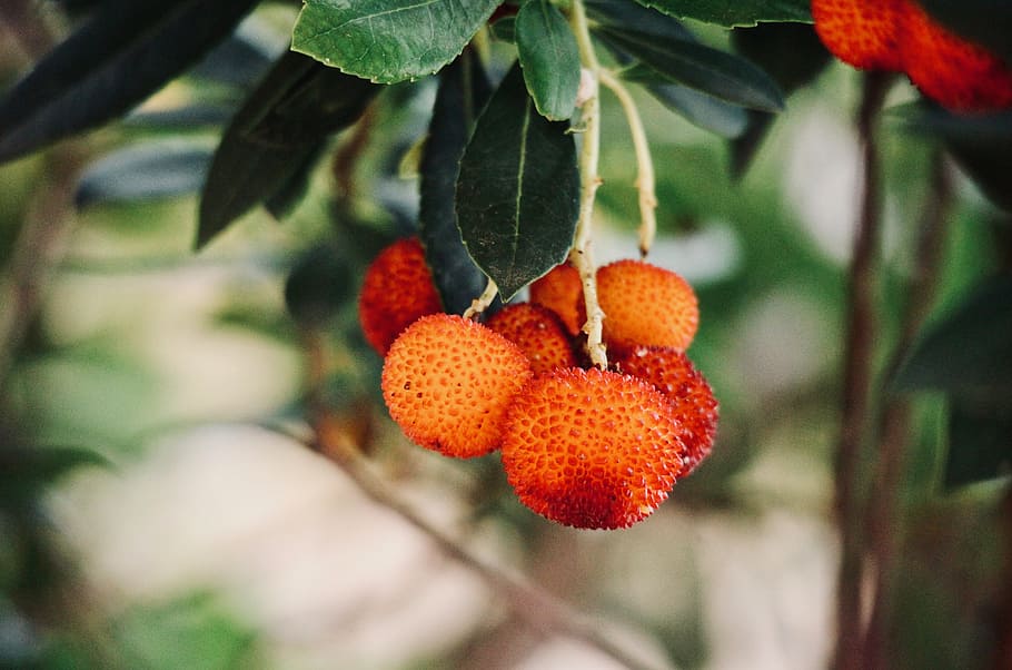 strawberry tree, fruit, vitamins, autumn fruit, red, nature, mature, plant, healthy food, jam