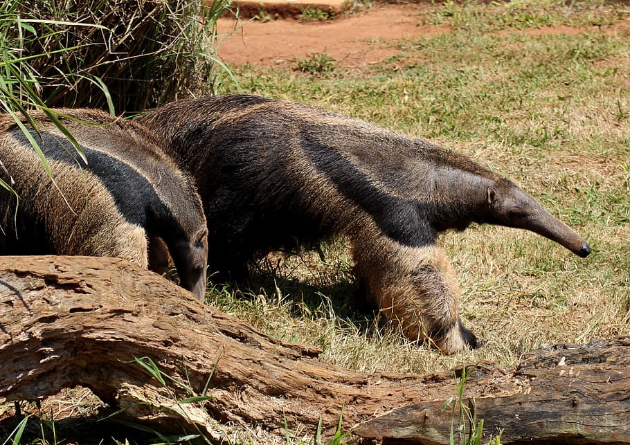 flag anteater, animal, wild, brazilian, walking, eater termites, animal themes, mammal, one animal, vertebrate