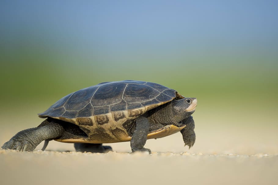 tortuga negra, marrón, tortuga, de pie, arena, animales, anfibios, tortugas, casa, concha