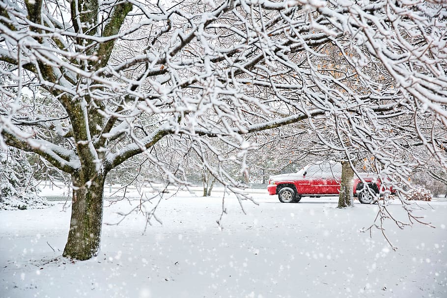 snow, snowy, winter, nature, landscape, trees, white, truck, red, red truck