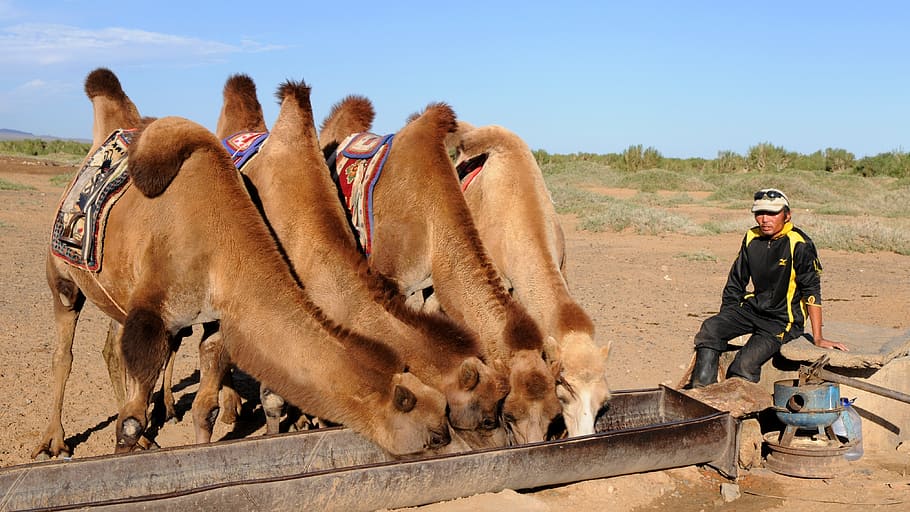 man, sitting, chair, camel, feeding, bucket, camels, thirst, desert, mongolia
