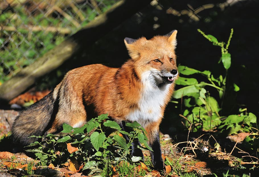 red fox, fuchs, wild animal, predator, animal, animal world, forest, nature, wildpark poing, animal themes
