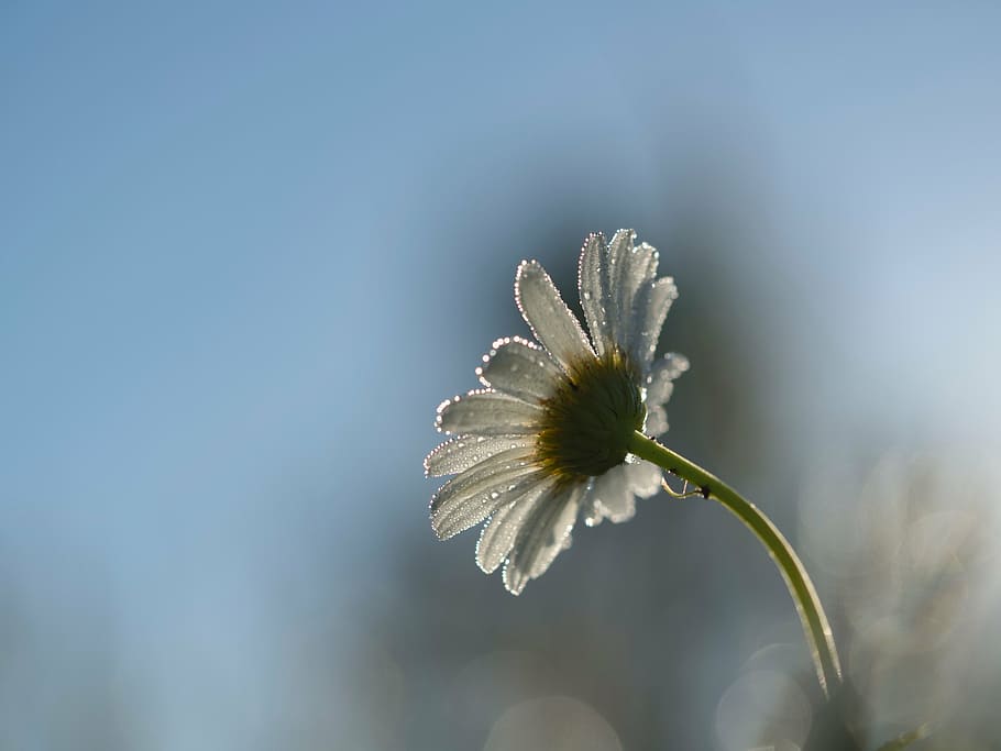 low, angle photo, white, daisy flower, water droplets, flower, bloom, blossoms, nature, plant