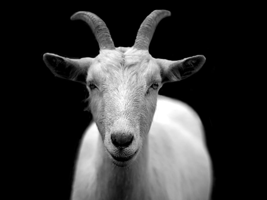 white mountain goat, goat, animal, horns, black and white, mammal, one animal, portrait, looking at camera, domestic animals