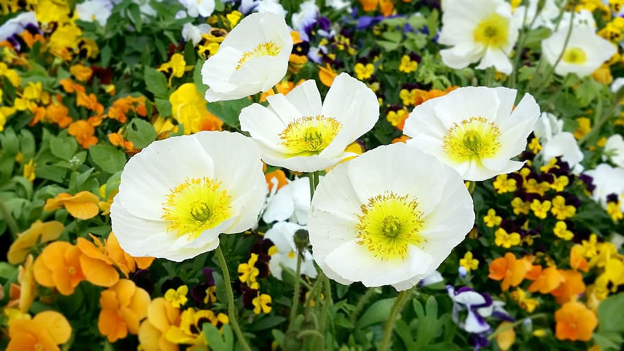 bunga-bunga, bunga putih, tanaman, alam, musim panas, musim semi, bunga liar, indah, kayu, daun