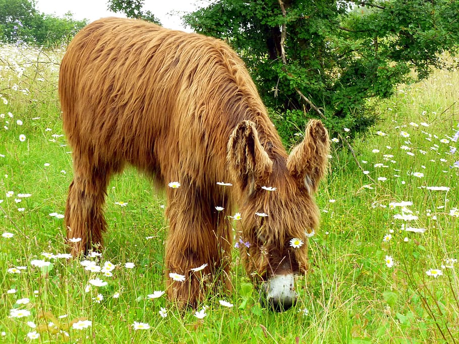 brown, eating, grass, daytime, Donkey, Animal, Rural, long haired, nature, animal world