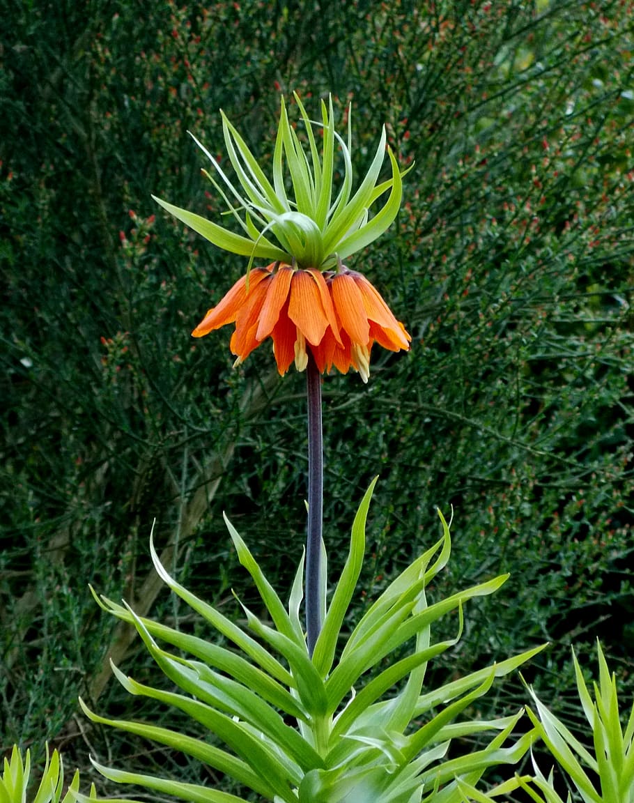 imperial crown, lily family, herbaceous plant, plant, flora, ornamental plant, orange, flowers, petals, garden