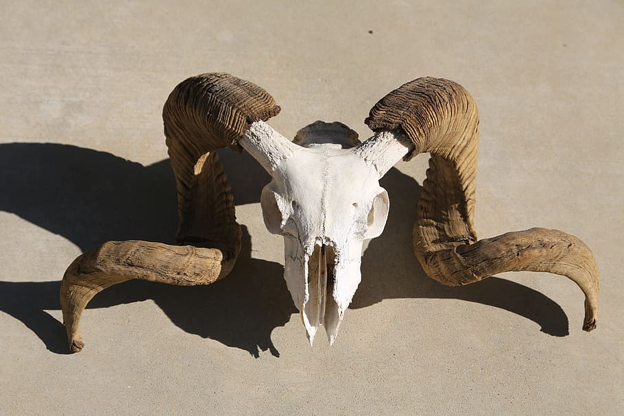 white, brown, antler, skull, mammal, horn, animal body part, animal skull, bone, horned