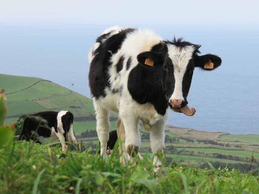 calf, cow, tongue, pasture, hill, cattle, livestock, farming, grass, rural