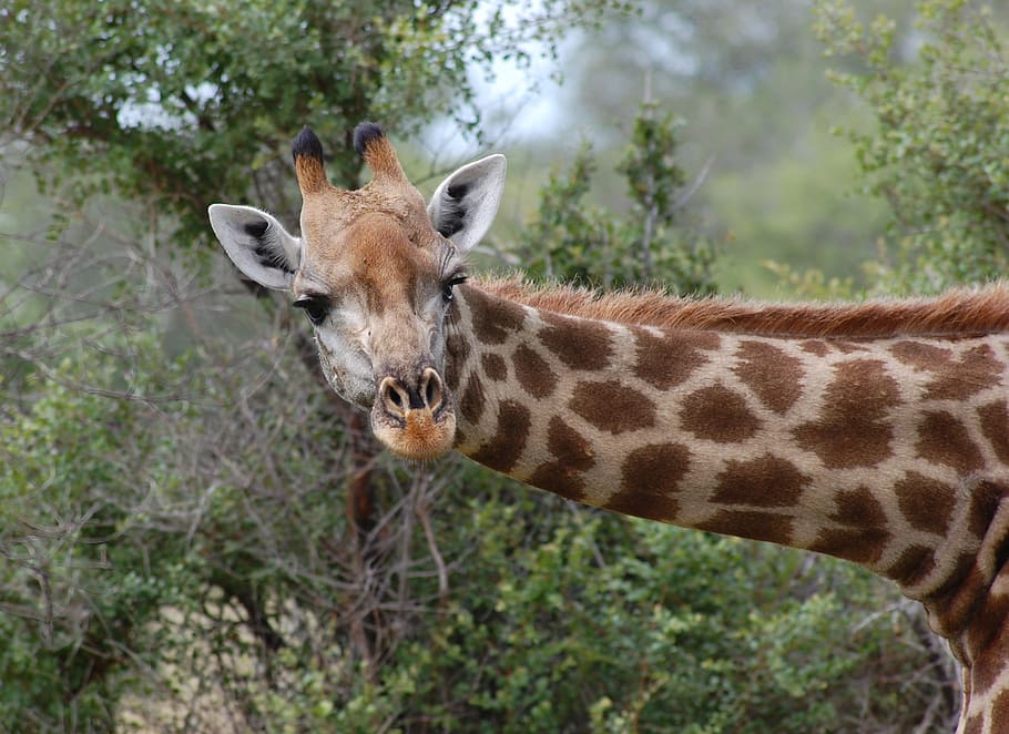 brown, giraffe, leaning, trees, safari, nature, animal, head, neck, wildlife
