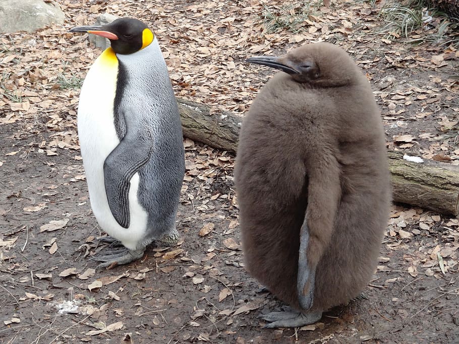 A mammal penguin is Penguin