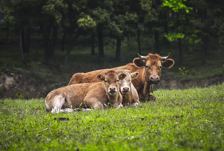 cows, family, animals, agriculture, animal husbandry, mammal, livestock, pastures, ruminant, field