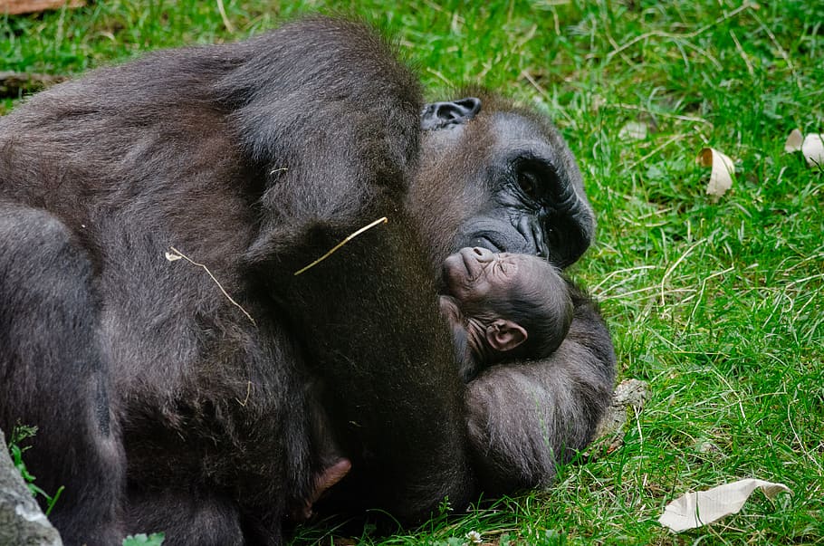 Gorila, bebé, gorila tirado en el piso, primates, monos, mamíferos, temas de animales, animales, simios, hierba