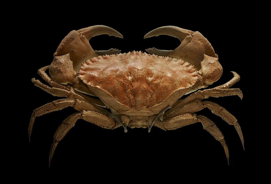 toothed rock crab, crab, stuffed, museum, la rochelle, france, cancer bellianus, johnston, northeastern atlantic ocean, pale brown